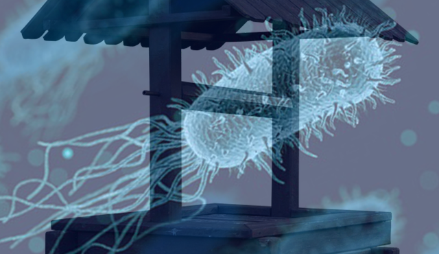 Wie man einen Brunnen nach einer Überschwemmung desinfiziert - eine einfache Schritt-für-Schritt-Anleitung