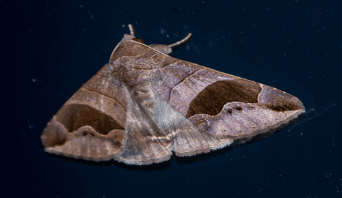 Krtky v dome - odkiaľ sa berú, 10 spôsobov ako ich zničiť